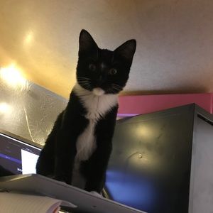 Meet your Posher, Sam